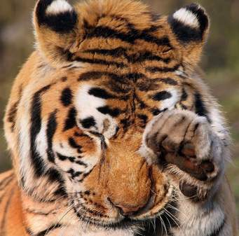 Амурский тигр. Амурский тигр фото, описание, Красная книга