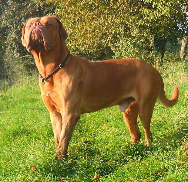 Бордосский дог - порода собак, описание, фото