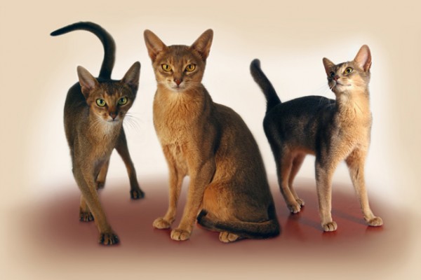 Абиссинская порода кошек описание и фото