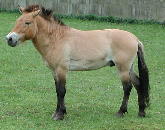 Лошадь Пржевальского фото и доклад