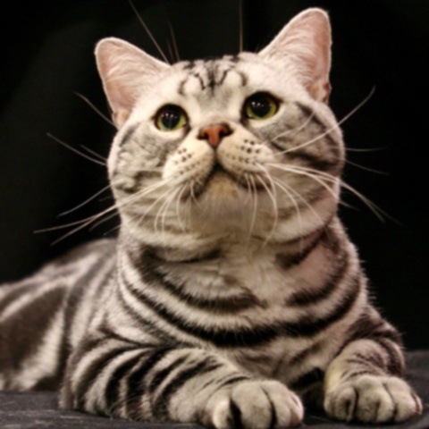 Американская короткошерстная кошка фото, описание, уход