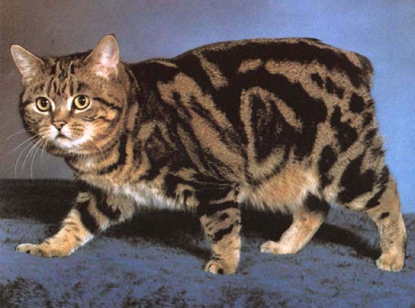 Порода кошек Манкс фото, описание