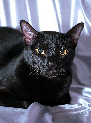 Бомбейская кошка фото, описание породы и уход