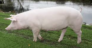 Ландрас порода свиней характеристика, описание и содержание, фото