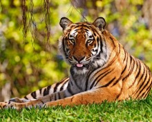 Животное Тигр реферат, фото