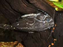 Агамиксис белопятнистый содержание в аквариуме, фото