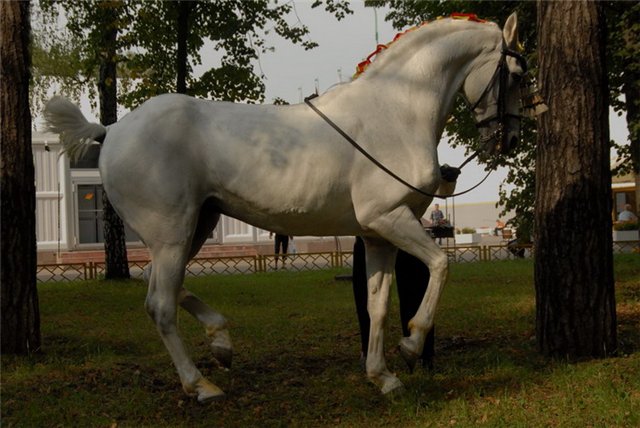 Андалузская порода лошадей, описание, фото