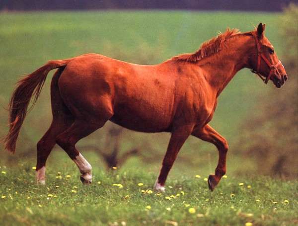 Вестфальская лошадь