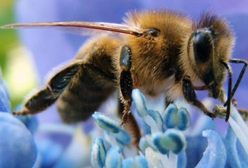 Медоносные пчелы. Медоносная пчела фото описание