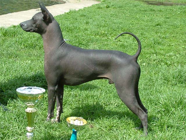 Мексиканская голая собака описание породы, характер, фото