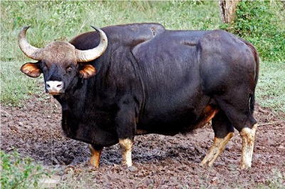 Гаур, описание быка, фото,Красная книга
