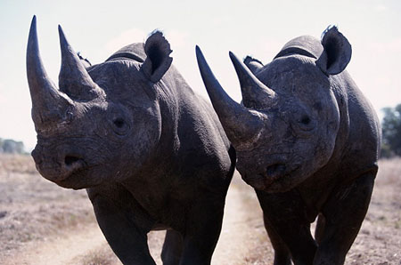 Носорог животное доклад, фото