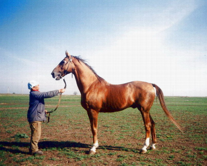 Буденновская лошадь - описание, фото породы
