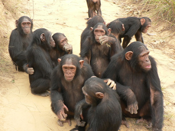 Шимпанзе животное фото и доклад