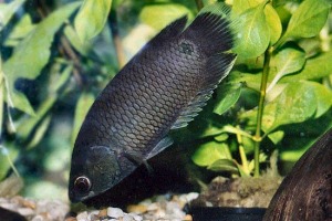 Ктенопома сизая аквариумная рыбка, описание, фото