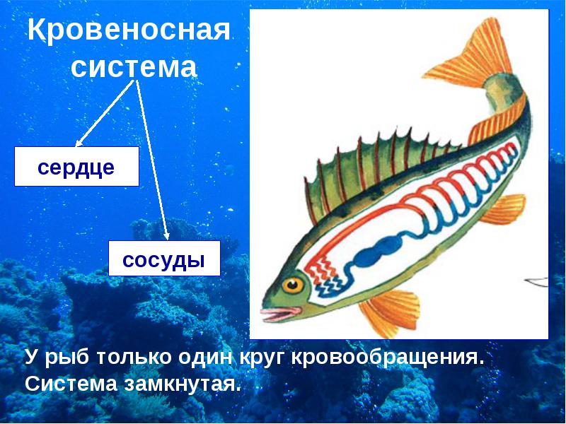 Кровеносная система рыб. Кровеносная система рыб строение,фото