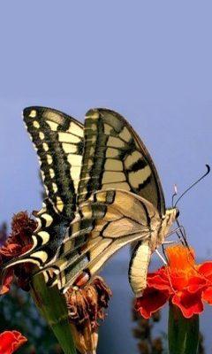 Бабочка Махаон доклад и фото