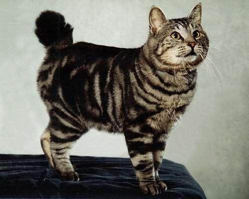 Кошка Курильский бобтейл характер, уход, описание, фото и цена котят