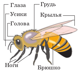 Характеристика насекомых кратко. Строение тела, нервной системы, пищеварения, кровеносной системы.