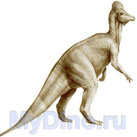 Коритозавр » Дикие Животные