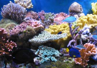 Коралл. Кораллы животные фото