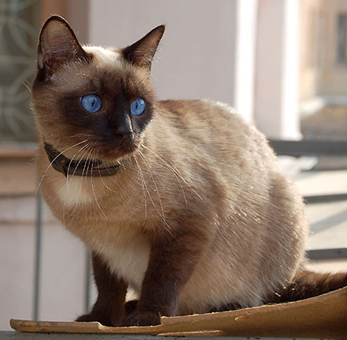 Сиамская кошка описание породы и фото