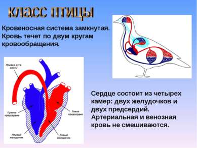 Кровеносная система птиц. Кровеносная система птиц фото, описание