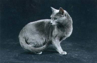 Русская голубая кошка описание породы, уход, фото