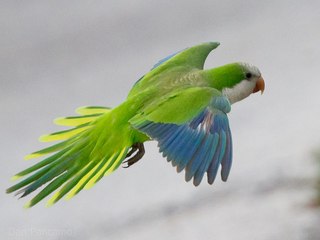 Птица калита. Птица калита (попугай монах) фото,описание