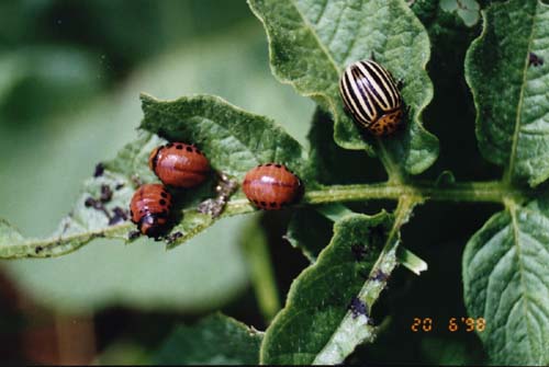 Колорадский жук доклад и фото