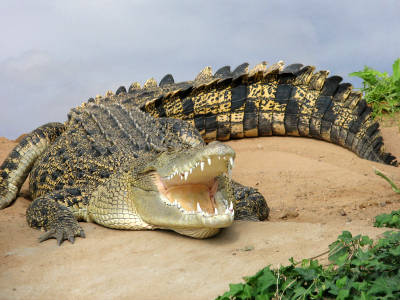 Отряд крокодилы. Крокодил фото,  чем питается крокодил