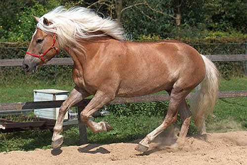 Гафлингская лошадь