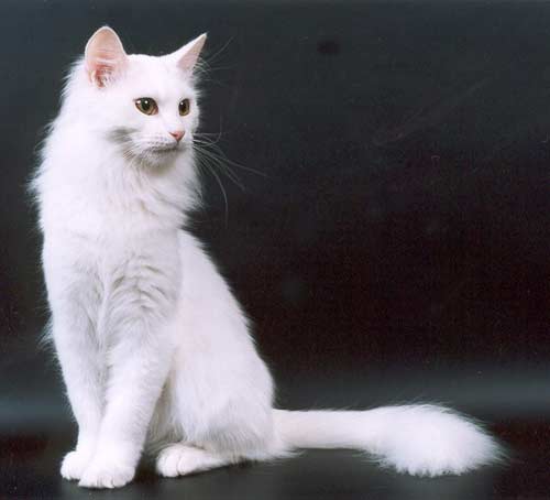 Кошка Ангора турецкая фото и описание породы