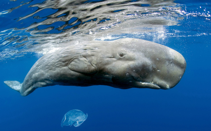 защита китов - Самое интересное в блогах
