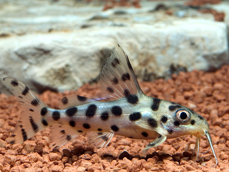Флаговый синодонтис аквариумные рыбки, описание, фото
