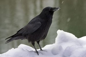 Чёрная ворона. Чёрная ворона фото описание