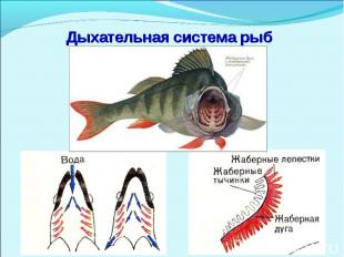 Дыхательная система рыб.Дыхательная система рыб строение фото