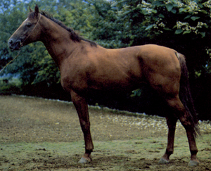 кустанайская лошадь