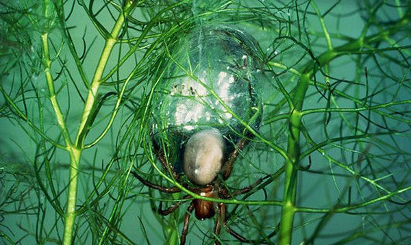 Паук-серебрянка (Водяной паук)
