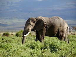 Животное Слон Африканский доклад, описание, фото