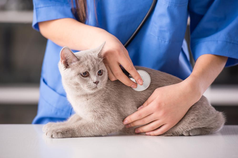 Какие существуют инфекционные болезни кошек и как они проявляются