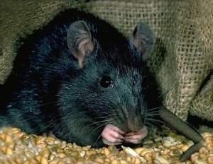 Черная крыса фото описание, образ жизни, интересные факты