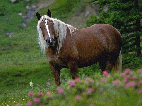 Норикийская лошадь