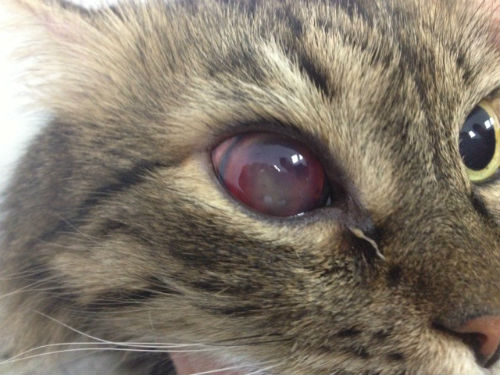 Панофтальмит у кошек и собак - причины, симптомы и методы лечения