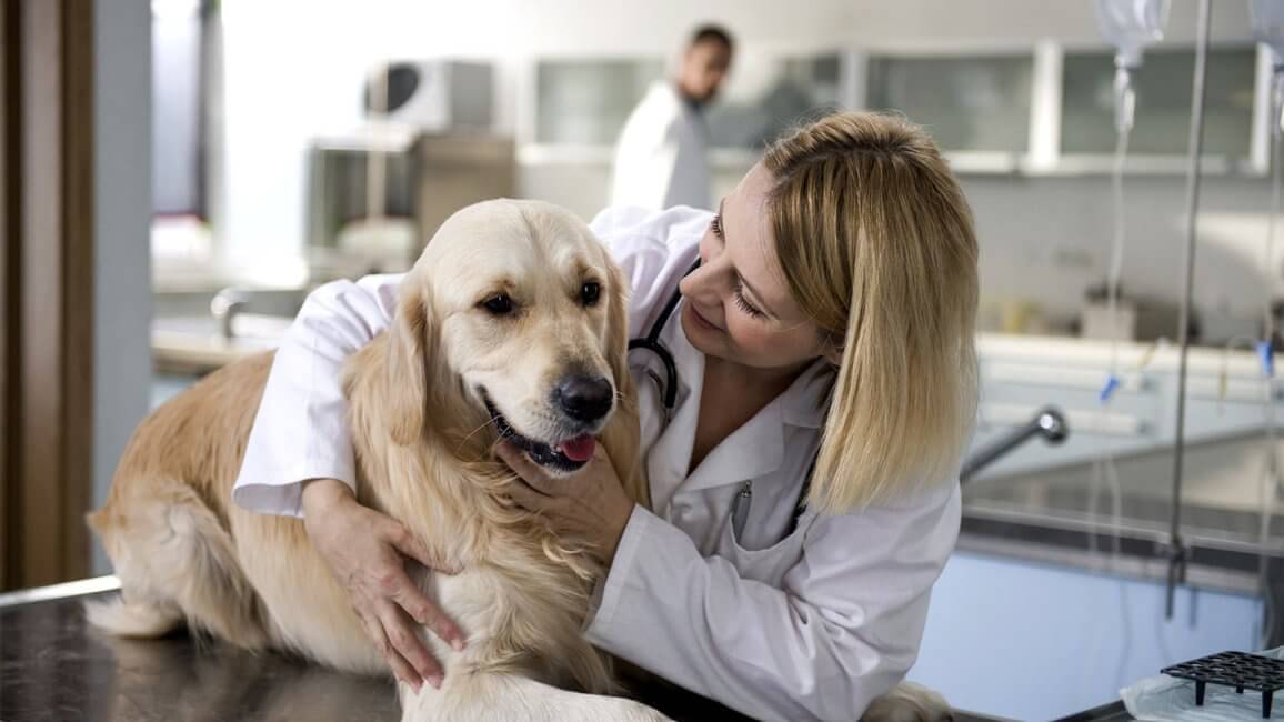 Рассматриваем плюсы и минусы стерилизации собак