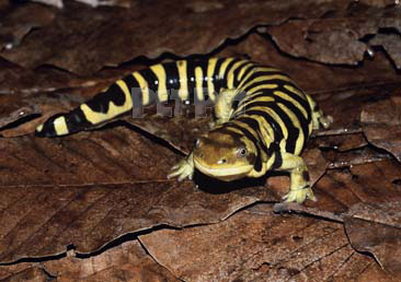 Тигровая саламандра
