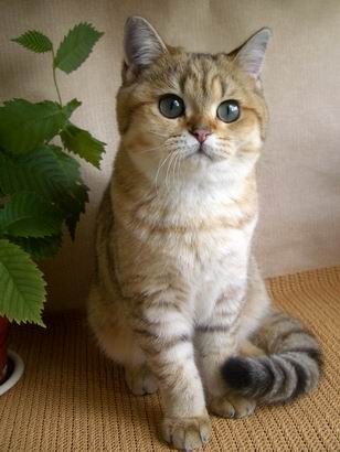 Британская Короткошерстная кошка фото, уход и описание породы