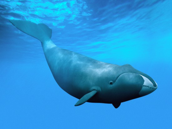Гренландский кит фото, интересные факты, Красная книга
