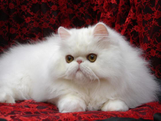Описание породы Персидская кошка - фото и уход