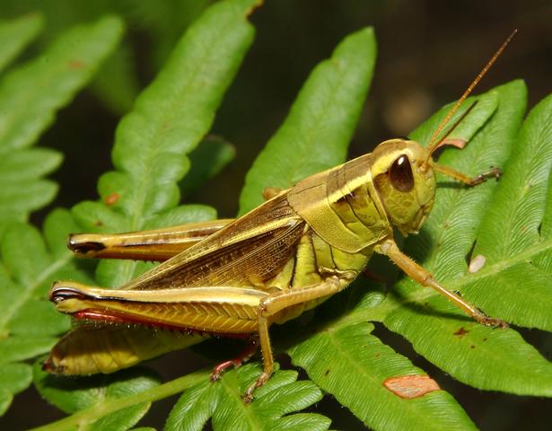 Зеленый кузнечик насекомое, описание и фото